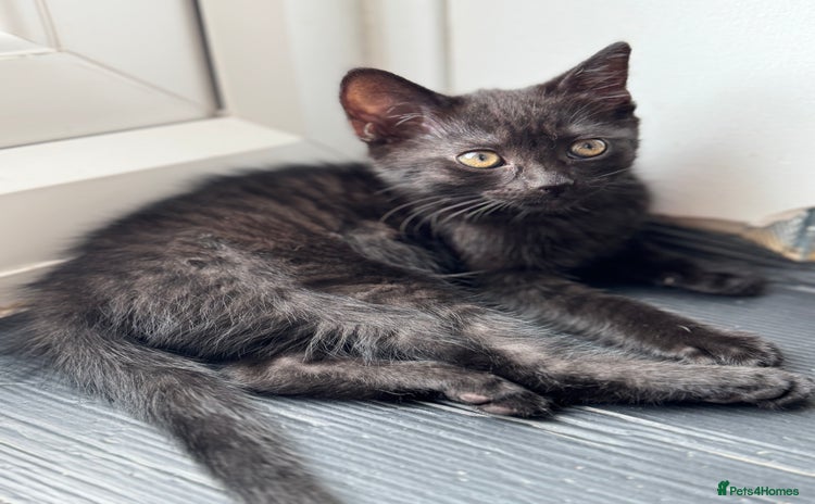 Mixed Breed cats - Advert 1