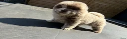 Chow Chow dogs for sale: Chow chows - Advert 12