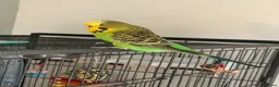 Budgerigars birds for sale: 2 budges plus cage  in Bristol - Advert 3