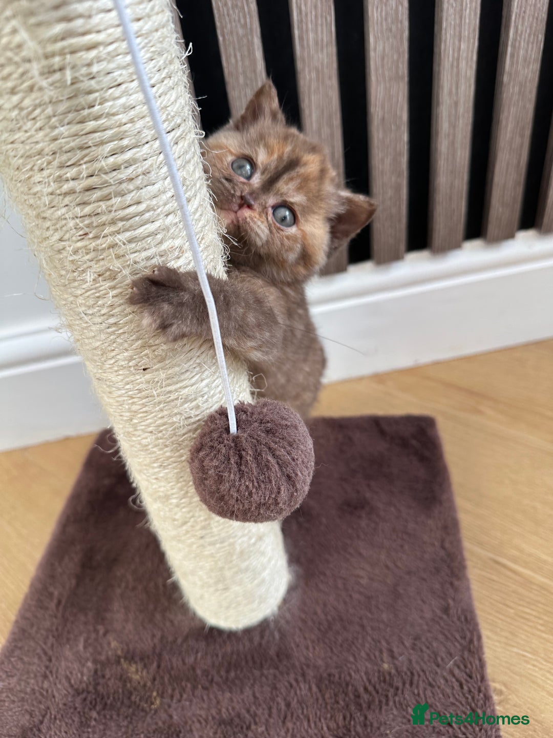 British Shorthair cats for sale: 😻Beautiful Chocolate Tortie BSH Kittens😻🎀 - Advert 6