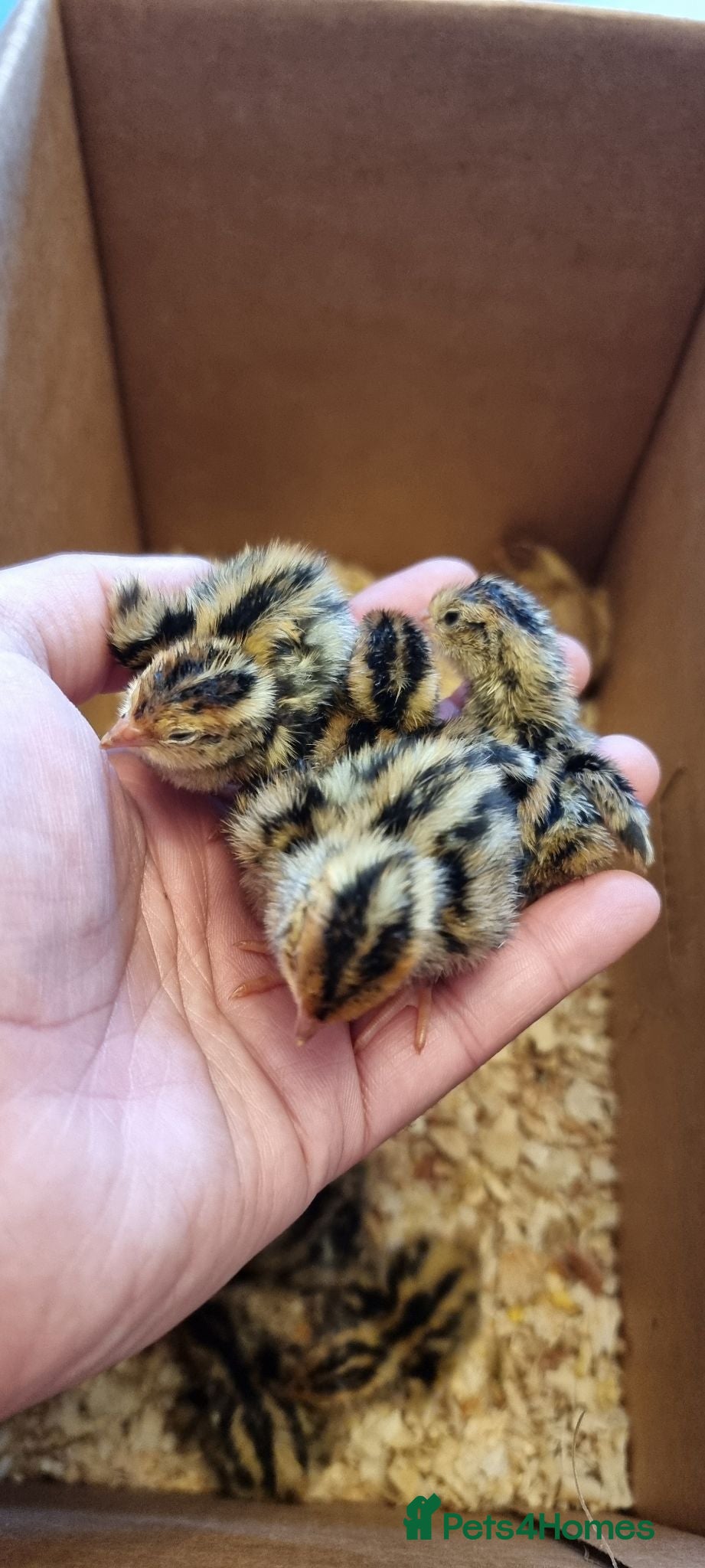 Quail poultry 🐣 Live Jumbo Coturnix Quail Chicks – Ready Now!  - Advert 2