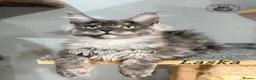 Maine Coon cats for sale: TICA registration Maine coon kittens Ready Now - Advert 6