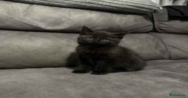 Mixed Breed cats - Advert 6