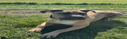 Boerboel dogs for sale: Bear  - Advert 2