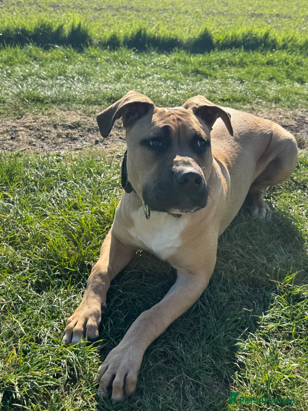 Boerboel dogs for sale: Bear  - Advert 2
