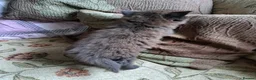 Mixed Breed cats for sale: 3 beautiful kittens  - Advert 13