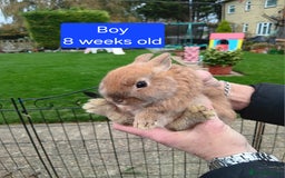 Netherland Dwarf rabbits for sale: Netherlands dwarf rabbits  - Advert 2