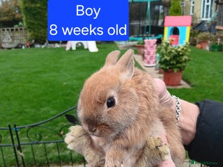 Netherland Dwarf rabbits Netherlands dwarf rabbits - Advert 13