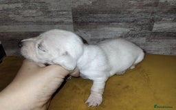 Miniature Dachshund dogs for sale: Exceptional minature cream dachshunds - Image 12