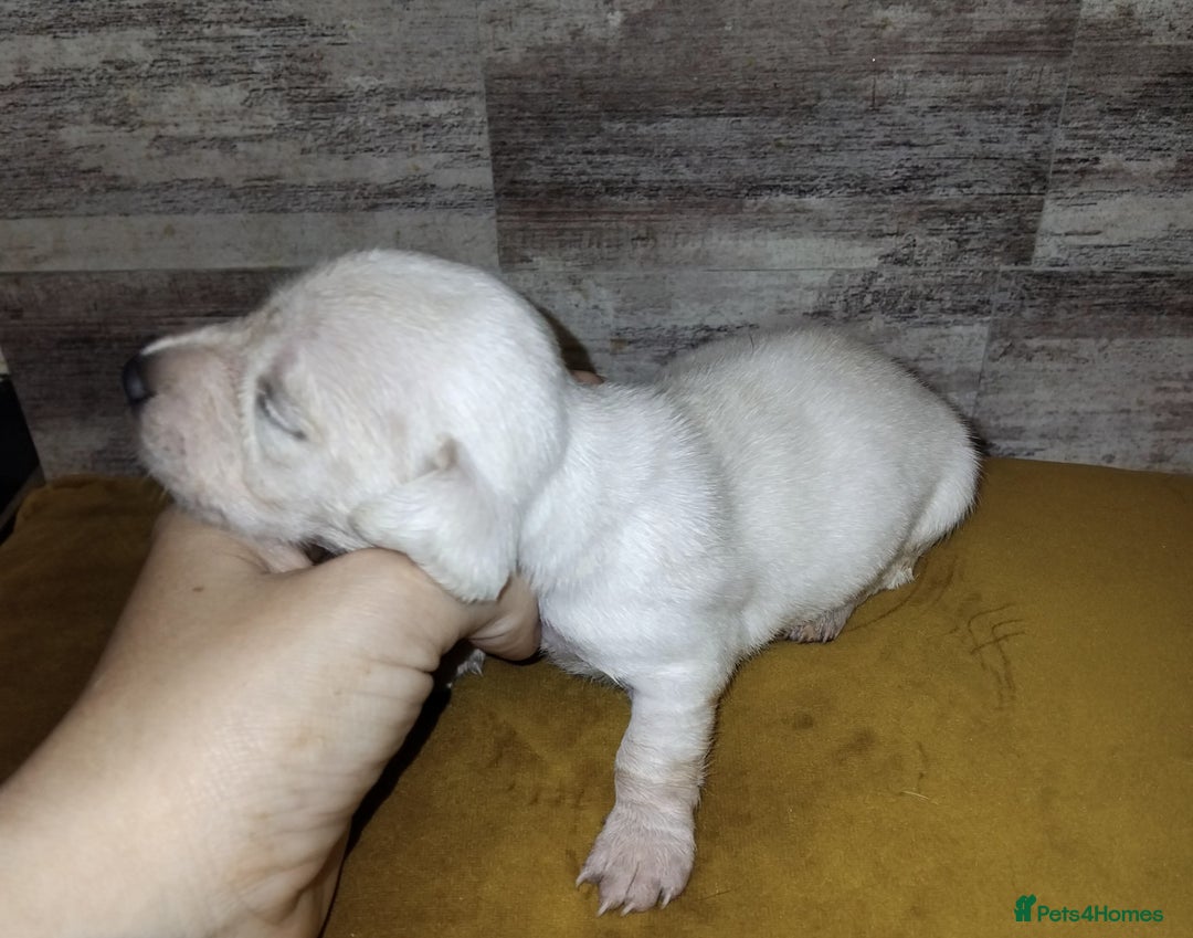 Miniature Dachshund dogs for sale: Exceptional minature cream dachshunds - Image 12