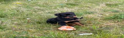 Rottweiler dogs for sale: Female Rottweiler puppie for sale   - Advert 4