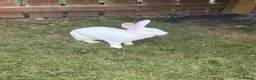 New Zealand rabbits for sale: Female white New Zealand - Advert 5