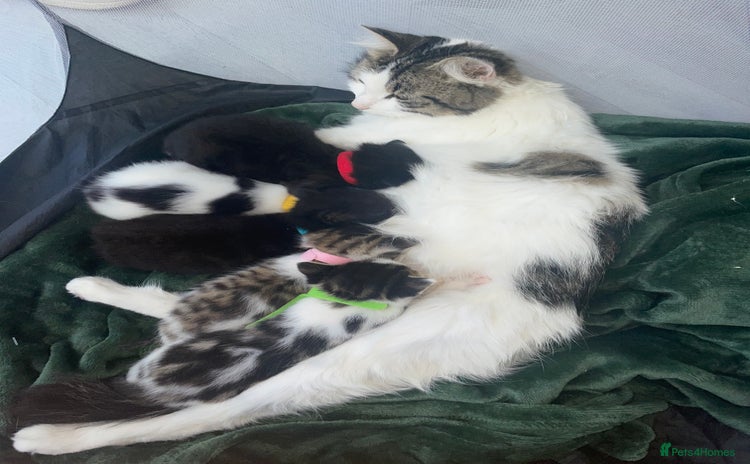 Mixed Breed cats - Advert 4
