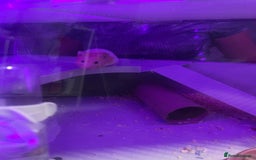 Hamster rodents for sale: Chunk the hamster  - Image 3