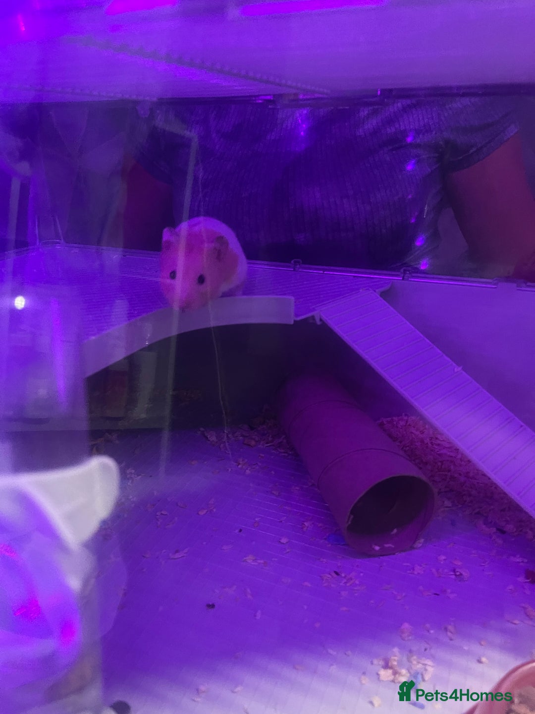 Hamster rodents for sale: Chunk the hamster  - Image 3