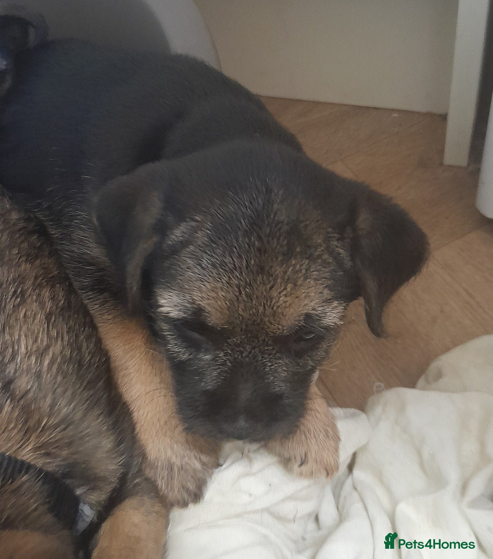 Border Terrier dogs KC registered Border terrier pups - Advert 4