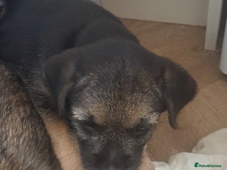 Border Terrier dogs KC registered Border terrier pups - Advert 1