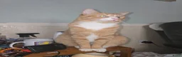 Domestic Shorthair cats for sale: Ginger Male Cat in Kidderminster - Advert 2