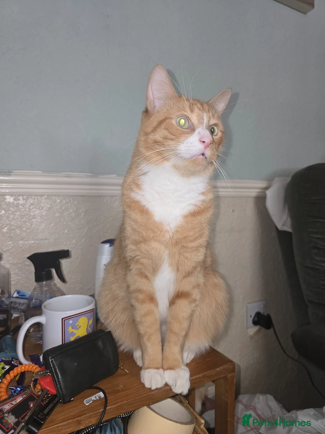 Domestic Shorthair cats for sale: Ginger Male Cat in Kidderminster - Advert 2