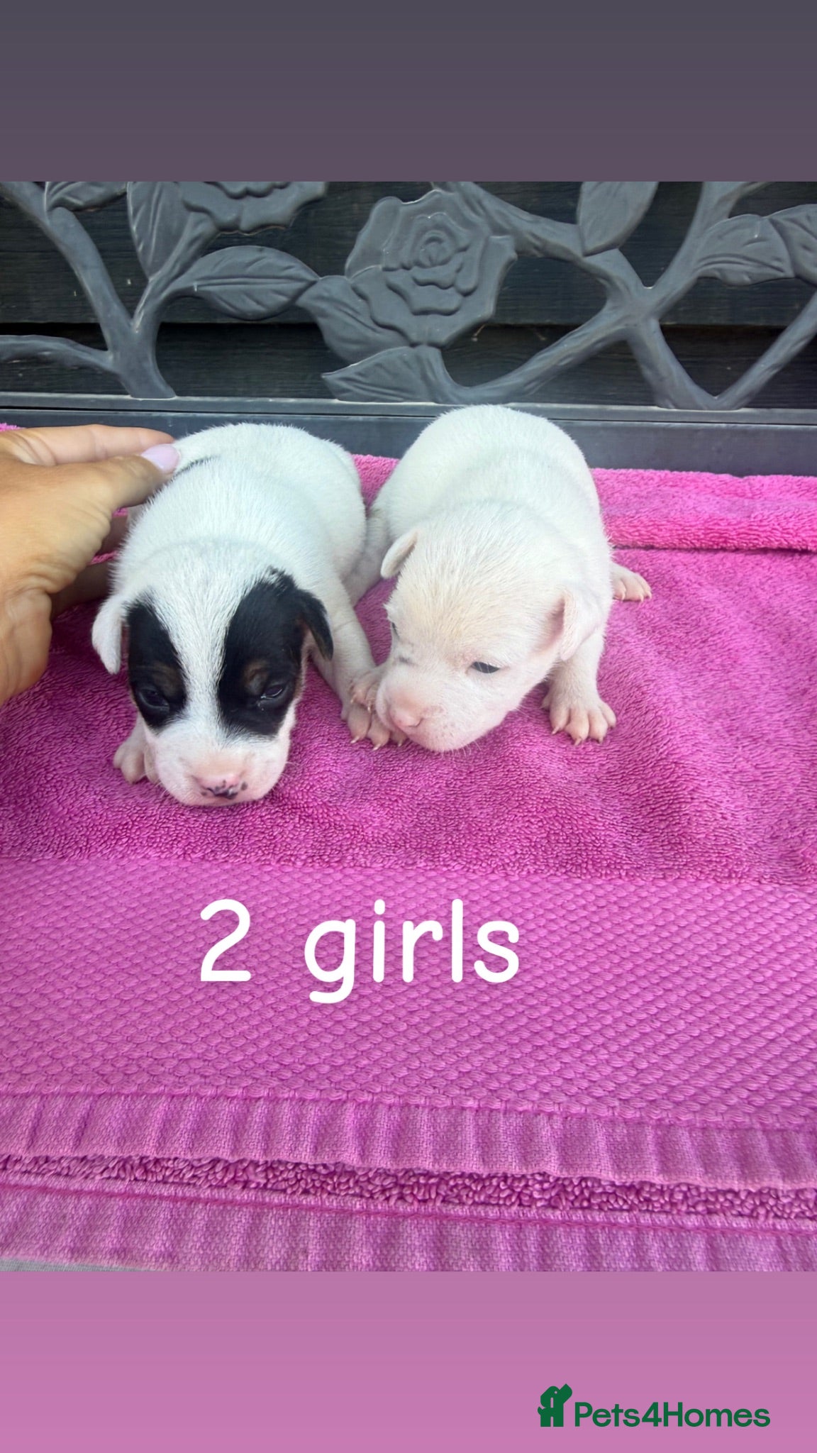 Jack Russell dogs Parson jack russles 5 boys 2 girls  - Advert 2