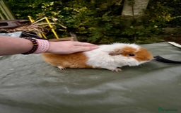 Guinea Pig rodents for sale: 5 month old bonded boy guinea pigs - Image 1