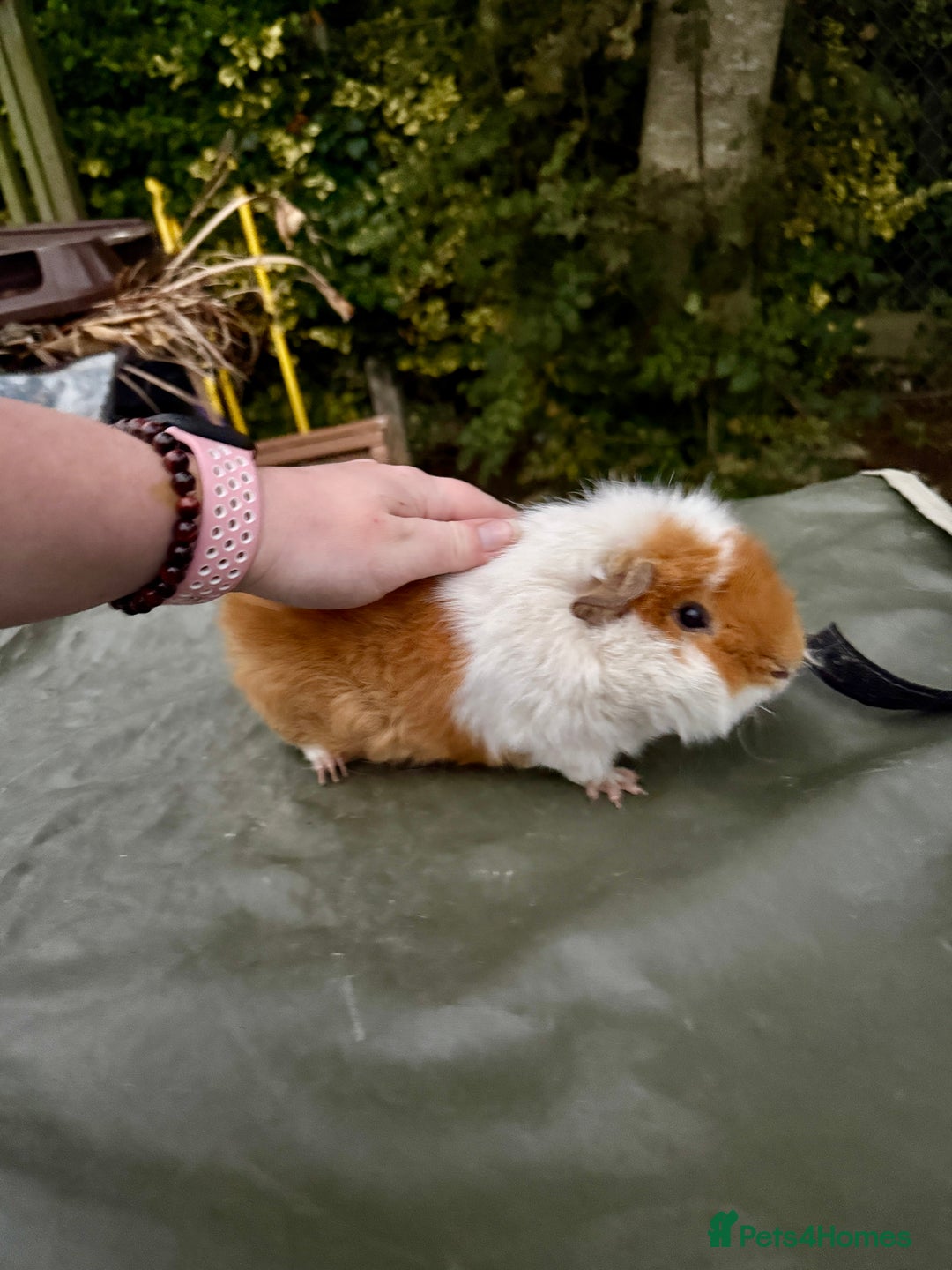 Guinea Pig rodents for sale: 5 month old bonded boy guinea pigs - Image 1