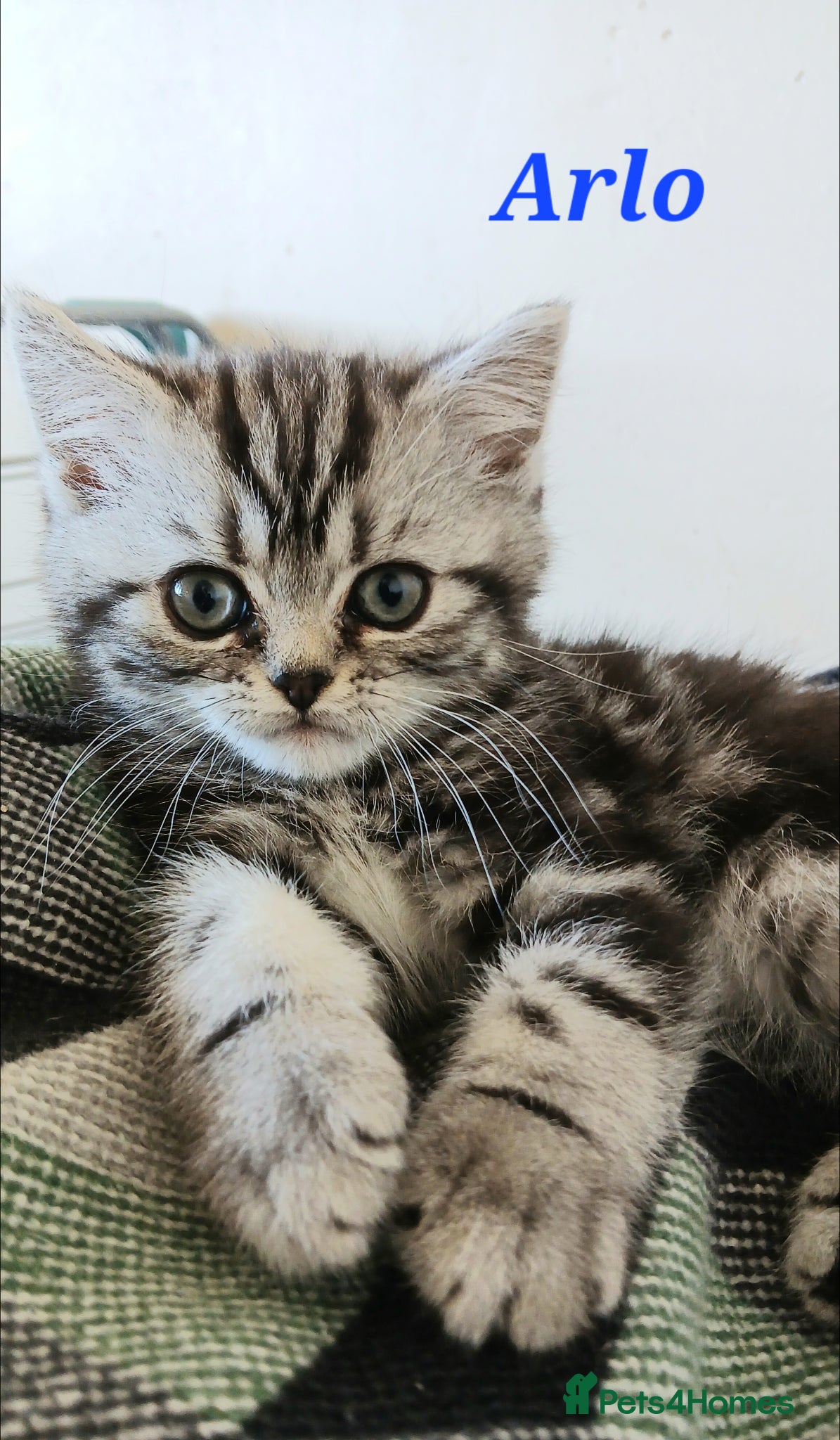 British Shorthair cats Bsh .Silver Classic Tabby. GCCF. - Advert 6
