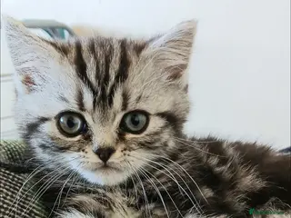 British Shorthair cats Bsh .Silver Classic Tabby. GCCF. - Advert 6