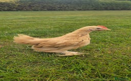 Chickens poultry for sale: Pekin Cockerels  - Image 2