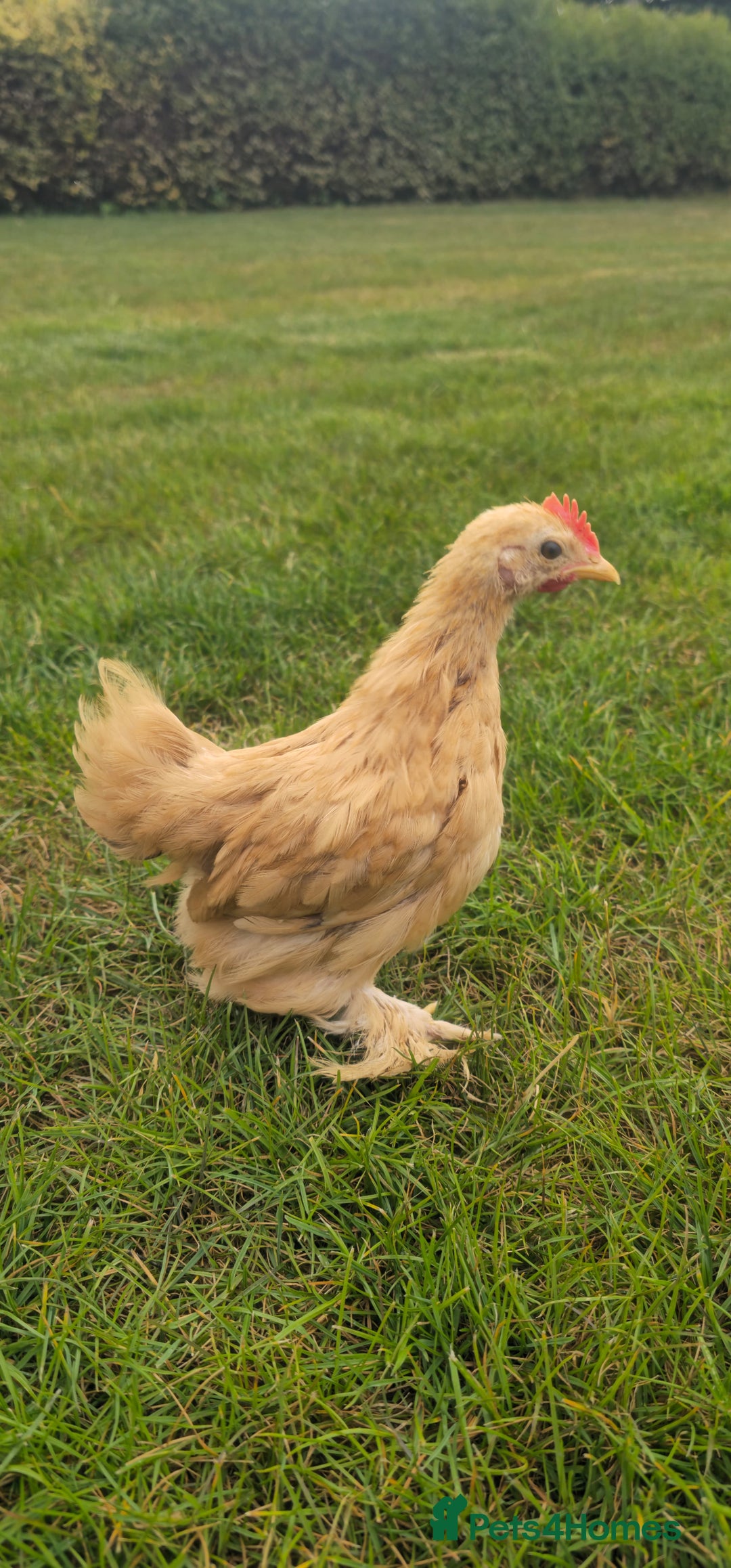 Chickens poultry for sale: Pekin Cockerels  - Image 2