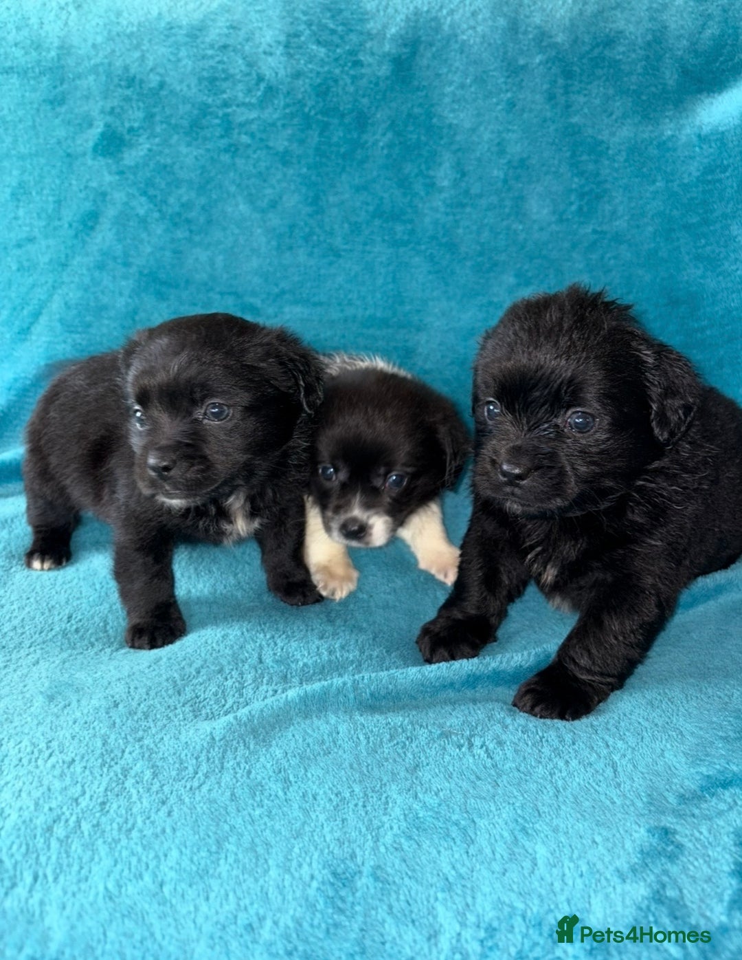 Mixed Breed dogs for sale: 3 CockerJack x Pomeranian Puppies - Advert 4