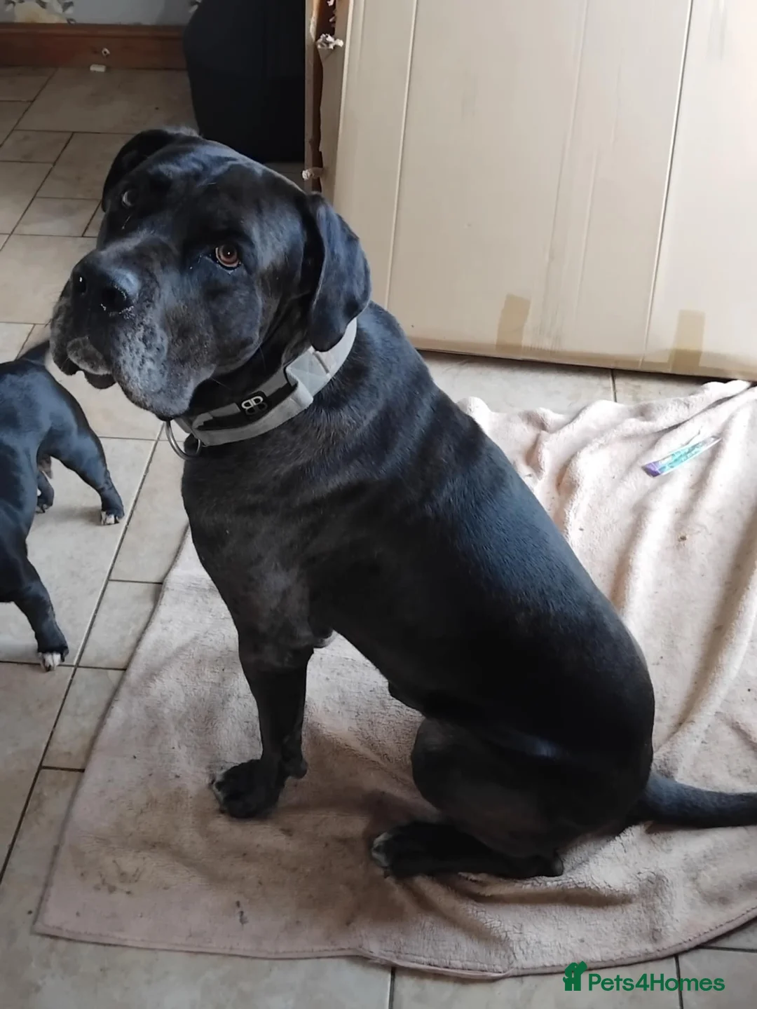 Mixed Breed dogs for sale: beautiful pups - Advert 2