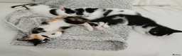 Mixed Breed cats for sale: Lovely kittens looking for their forever home. in Birmingham - Advert 16