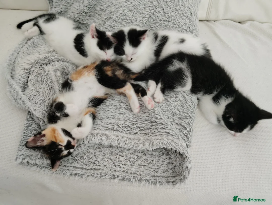 Mixed Breed cats for sale: Lovely kittens looking for their forever home. in Birmingham - Advert 16