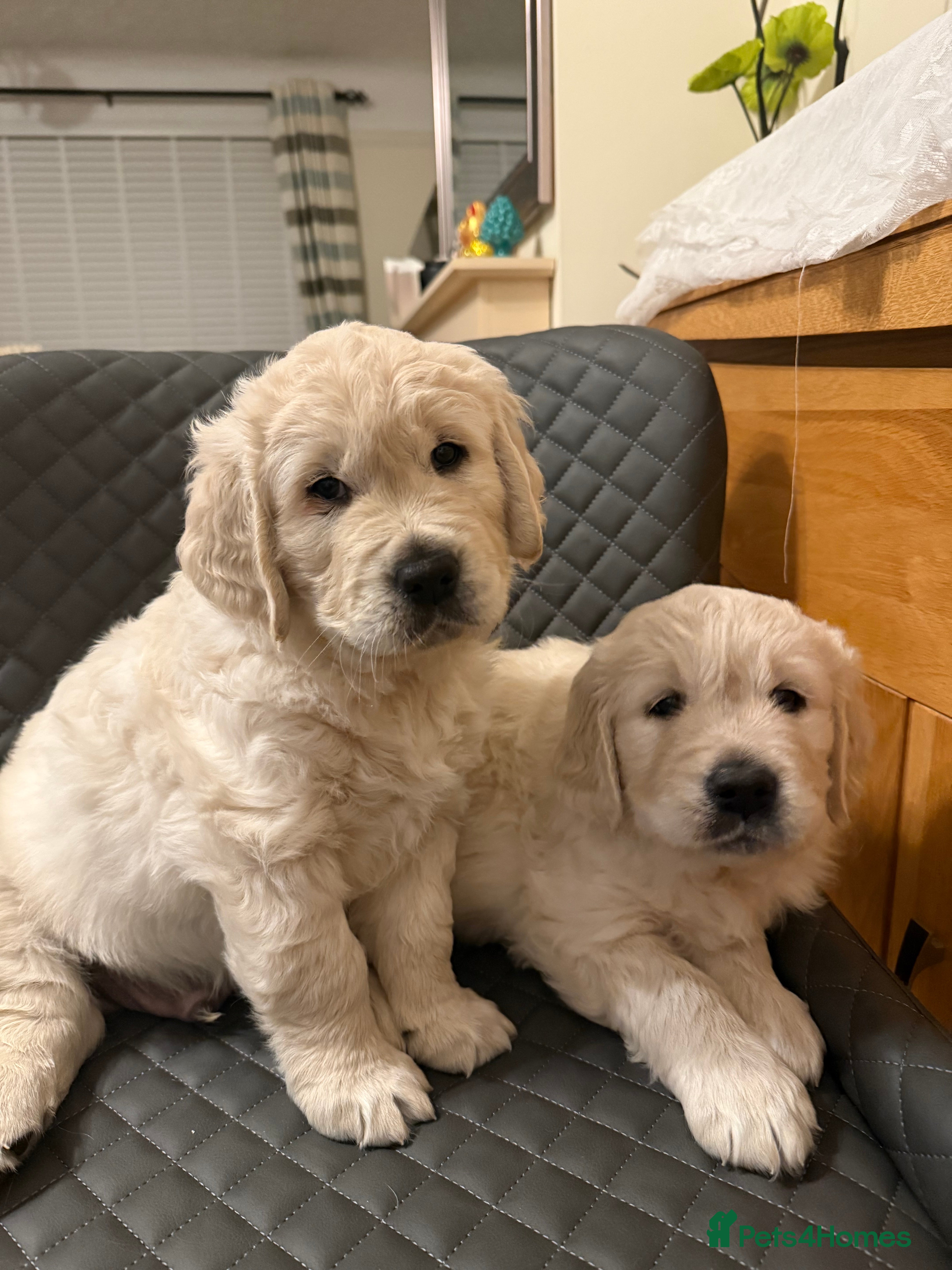 Golden Retriever dogs Golden Retriever Puppies - Advert 15