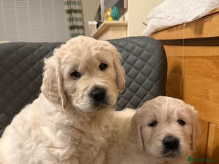 Golden Retriever dogs Golden Retriever Puppies - Advert 17