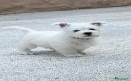 West Highland Terrier dogs for sale: West Highland puppies - Image 1