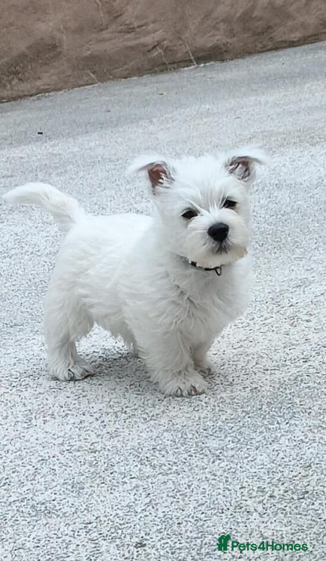 West Highland Terrier dogs for sale: West Highland puppies - Image 1
