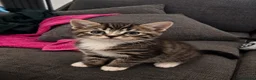 Mixed Breed cats for sale: Tabby x Bombay Kittens  - Advert 3
