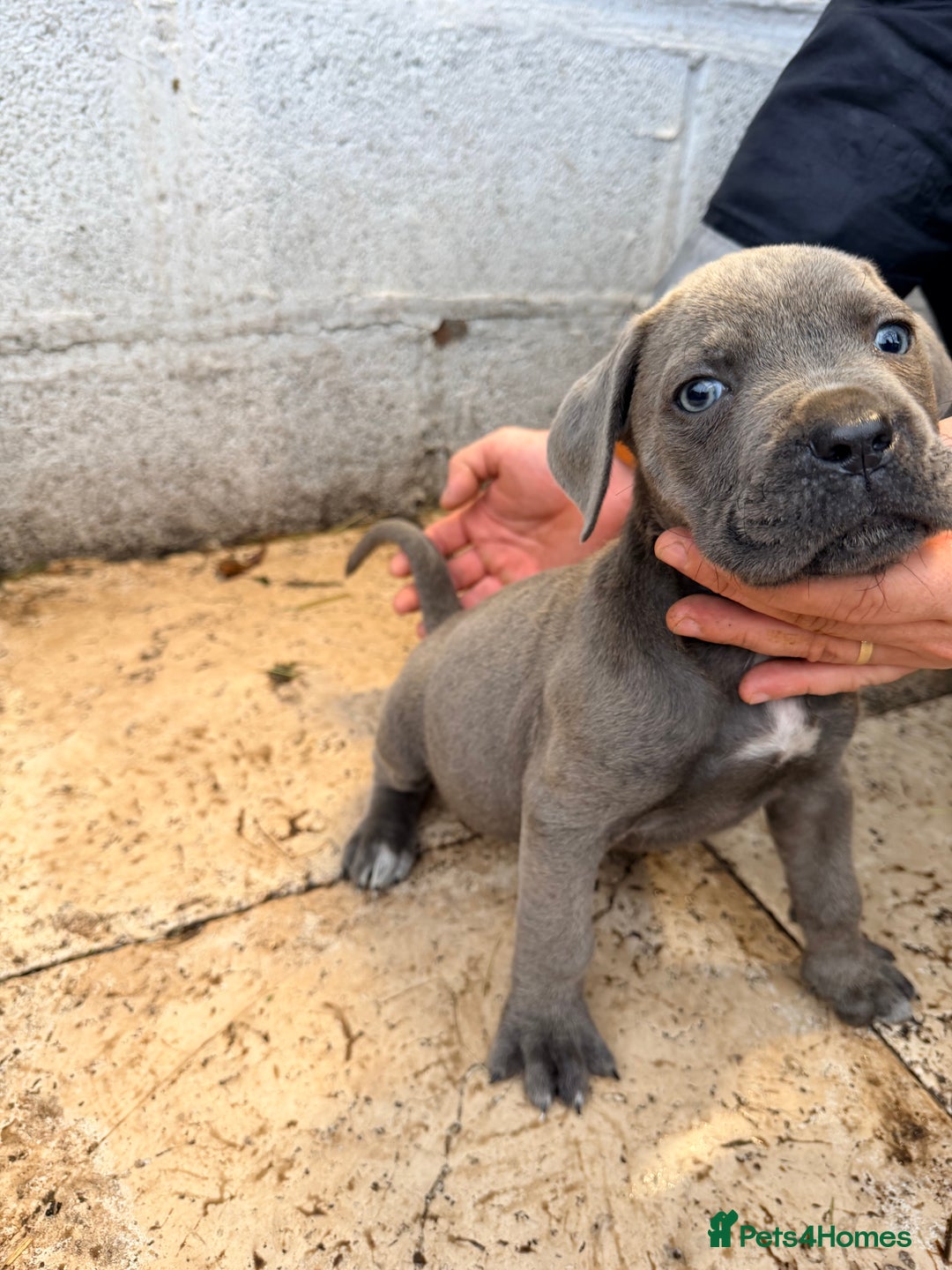 Cane Corso dogs for sale: Beautiful Cane Corso puppies available - Advert 25