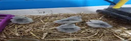 Chickens poultry for sale: Lavender Pekin day old chicks - Advert 7