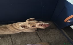 English Bulldog dogs for sale: Beautiful british bulldog female - Image 2