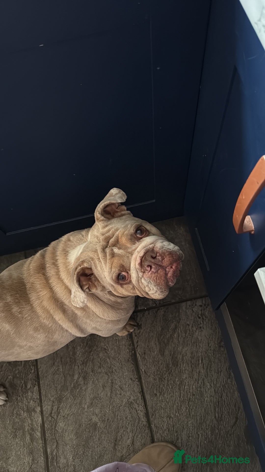 English Bulldog dogs for sale: Beautiful british bulldog female - Image 2