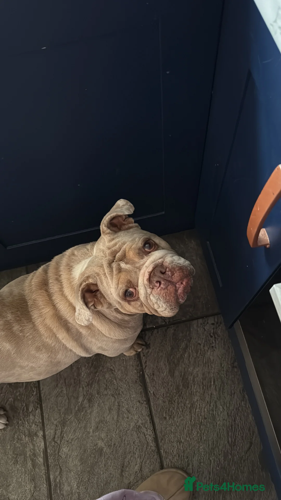 English Bulldog dogs for sale: Beautiful british bulldog female - Advert 2