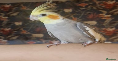Cockatiels birds Female cockatiel - Advert 7