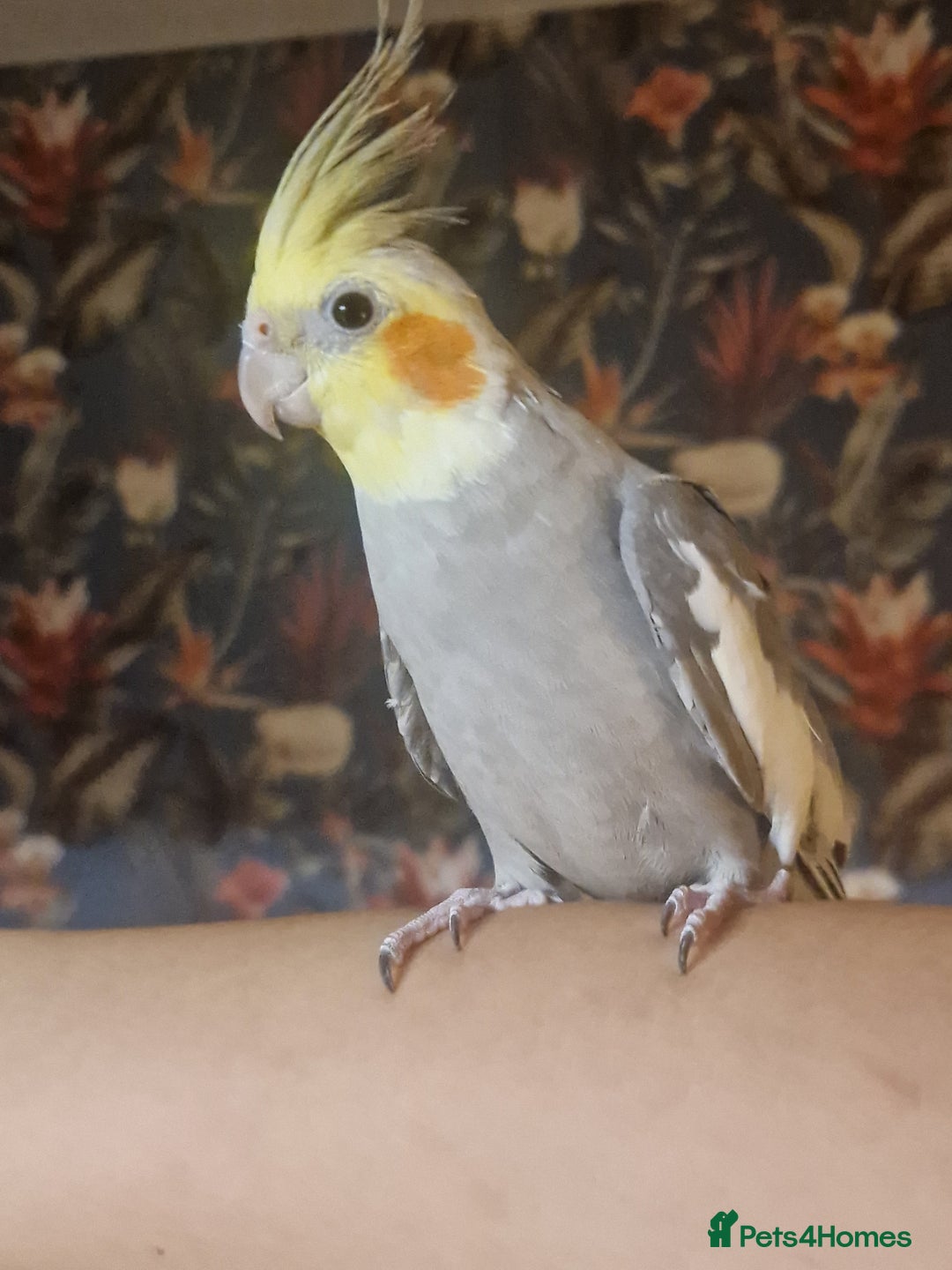 Cockatiels birds for sale: Female cockatiel - Advert 3