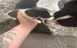 Jack Russell dogs for sale: 3 boys 1 girl - Image 7