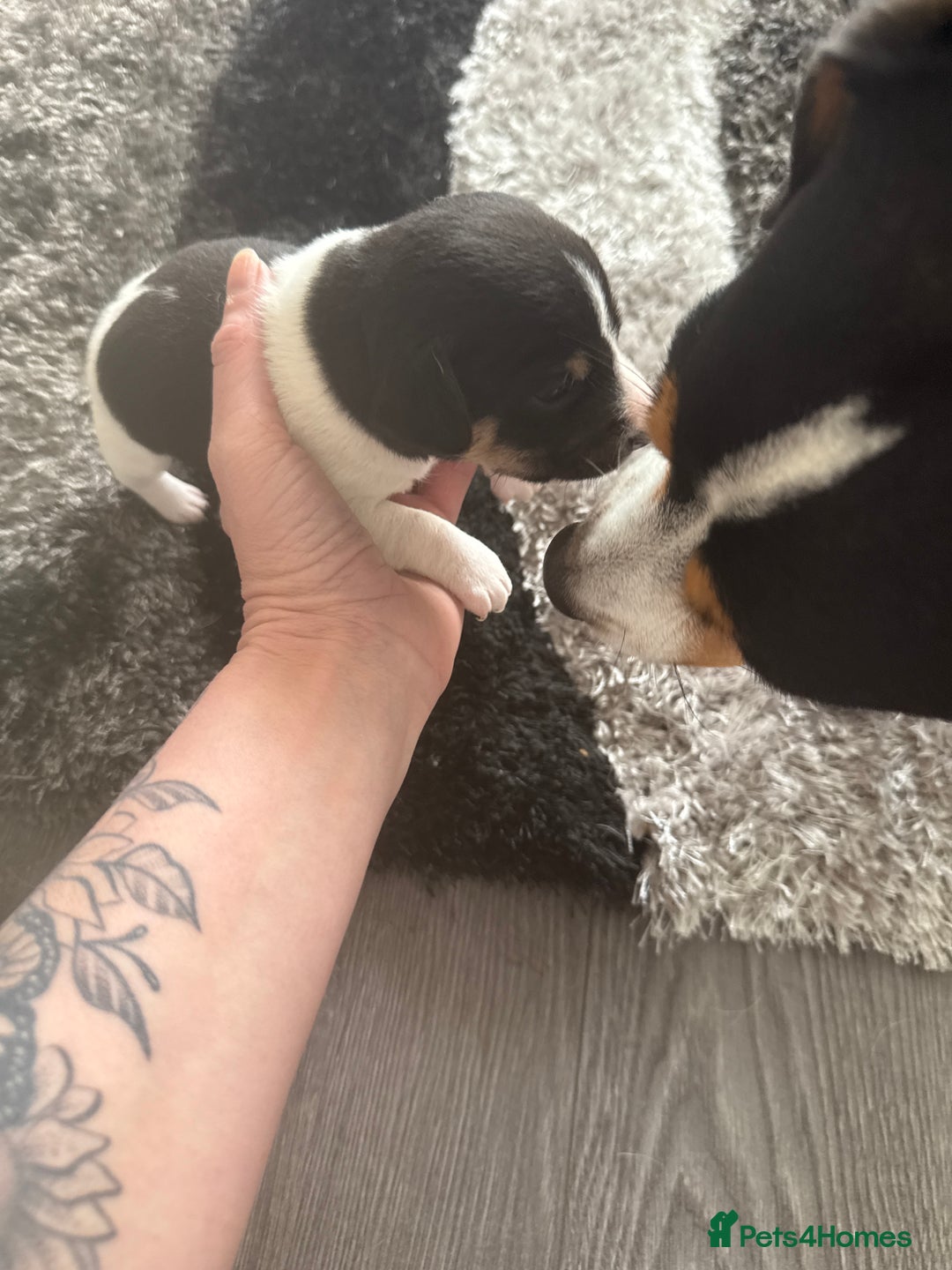 Jack Russell dogs for sale: 3 boys 1 girl - Image 7