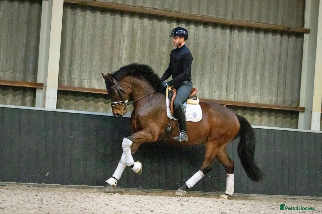 Belgian Warmblood horses for sale: Nino - Top class dressage - Image 3