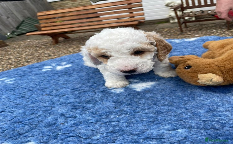 Cockapoo dogs - Advert 4